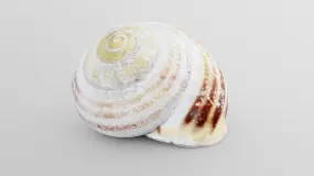 grove band snail shell