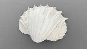 bivalve sea shell