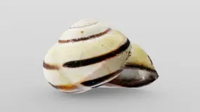 grove band snail shell