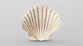 scallop sea shell
