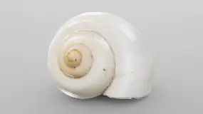 ivory snail shell