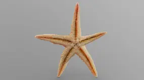 starfish