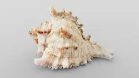 murex sea shell