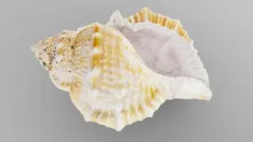 angular triton sea shell