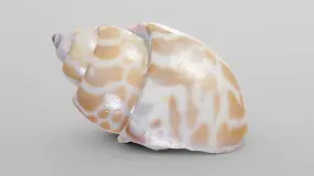 nutmeg sea shell