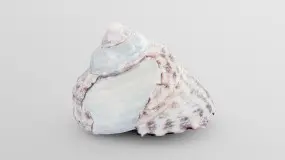 tessellate nerita sea shell