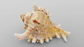 murex sea shell